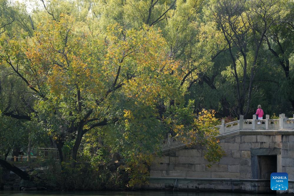 A tourist enjoys the autumn scenery at the Summer Palace in Beijing, capital of China, on Oct. 24, 2024. The Summer Palace is China's largest imperial park and among the most noted classical gardens in the world. In 1998, it was listed as one of the World Heritage Sites by UNESCO. (Photo: Xinhua)