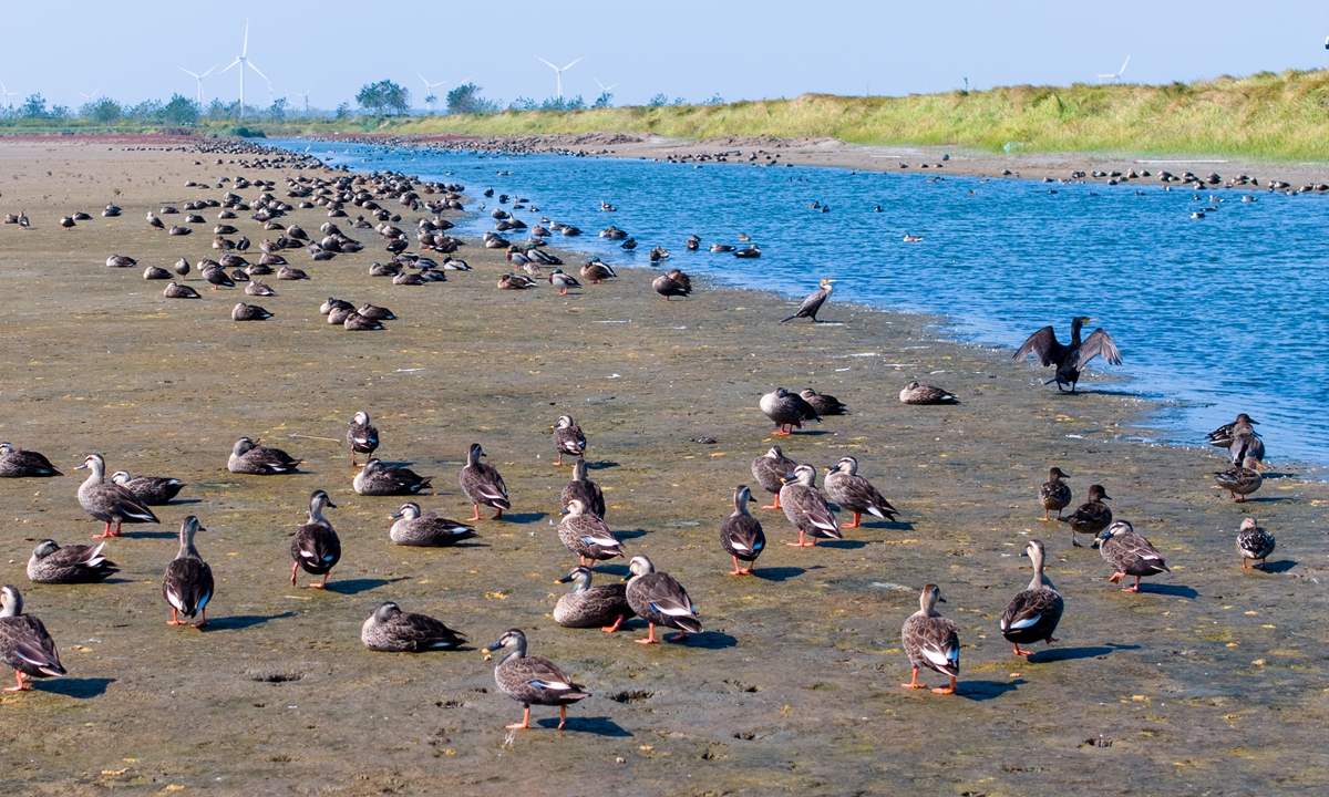 A large number of winter migratory birds, including geese and ducks, arrive at the Dongtai Sliver Mud Wetland in Yancheng, East China's Jiangsu Province on October 23, 2024. 
Photo: VCG