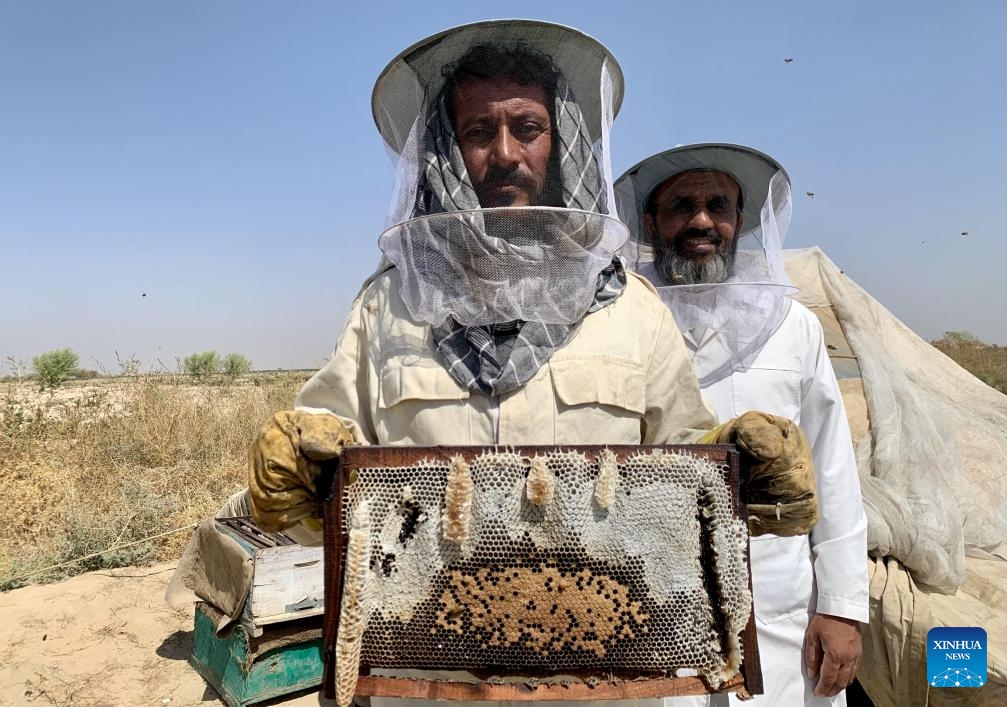 A beekeeper presents a honeycomb at a honeybee farm in Kandahar province, Afghanistan, Oct. 23, 2024. Afghanistan produces 2,200 tons of honey annually and efforts are underway to increase the amount in the future, spokesman for the Ministry of Agriculture, Irrigation and Livestock Mawlawi Musbahudin Mustain said on Wednesday. (Photo: Xinhua)