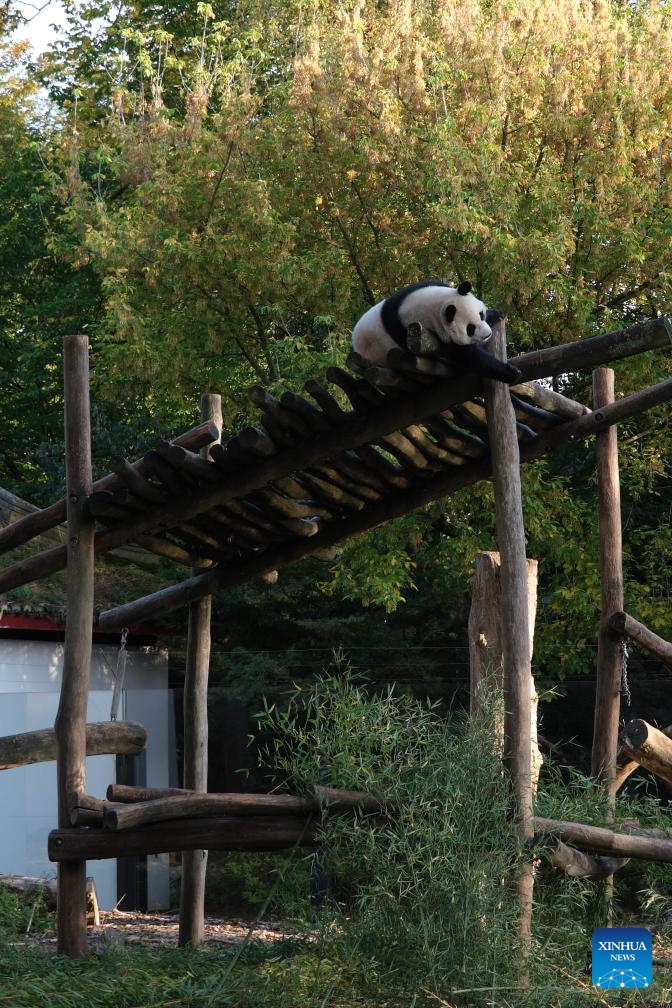 Giant panda Bao Mei is seen at the Pairi Daiza zoo in Brugelette, Belgium, Oct. 13, 2024. Belgian animal park Pairi Daiza announced on Oct. 23, 2024 that three of its five pandas will return to China on Dec. 10, as part of an agreement with the China Wildlife Conservation Association. (Photo: Xinhua)