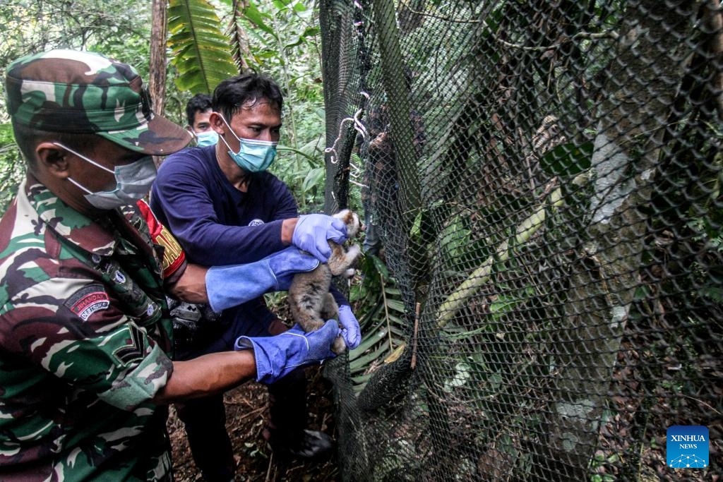 Members of International Animal Rescue (IAR) Indonesia release a Javan slow loris to the wild in West Java, Indonesia, Oct. 23, 2024. Ten Javan slow lorises have been released to the wild on Wednesday after receiving treatment at IAR Indonesia rehabilitation center. (Photo: Xinhua)