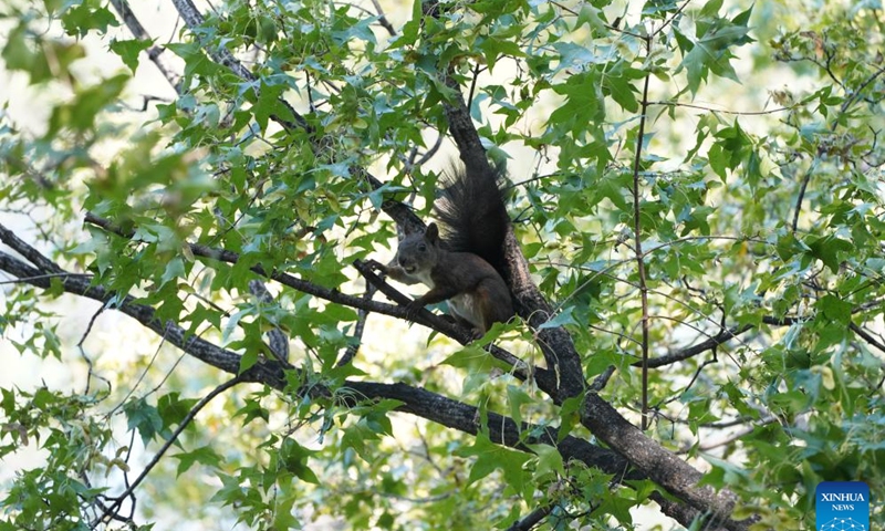 A squirrel is pictured in a tree at the Summer Palace in Beijing, capital of China, on Oct. 24, 2024. The Summer Palace is China's largest imperial park and among the most noted classical gardens in the world. In 1998, it was listed as one of the World Heritage Sites by UNESCO. (Photo: Xinhua)