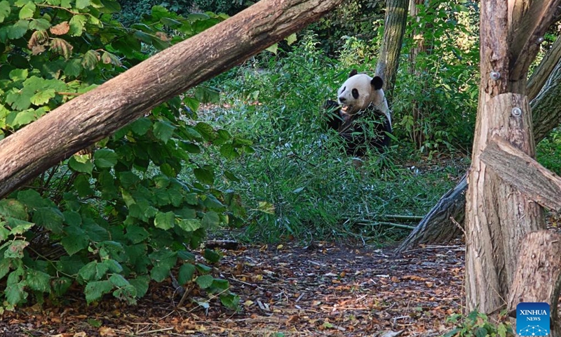 Giant panda Tian Bao is seen at the Pairi Daiza zoo in Brugelette, Belgium, Oct. 13, 2024. Belgian animal park Pairi Daiza announced on Oct. 23, 2024 that three of its five pandas will return to China on Dec. 10, as part of an agreement with the China Wildlife Conservation Association. (Photo: Xinhua)