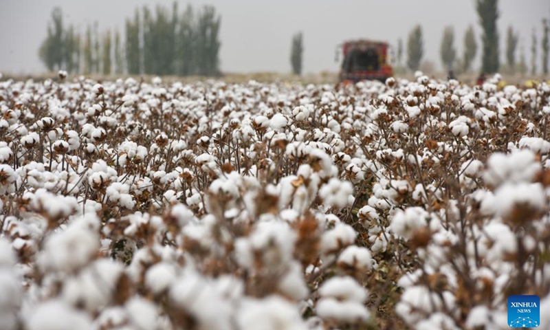 This photo shows a cotton field in Awat County of Aksu, northwest China's Xinjiang Uygur Autonomous Region, Oct. 24, 2024. The harvest season of cotton has started in Awat. Thanks to efforts in construction of high-standard farmland, the entire cotton planting process, which ranges from sowing to harvesting, has been fully mechanized in the county.  (Photo: Xinhua)