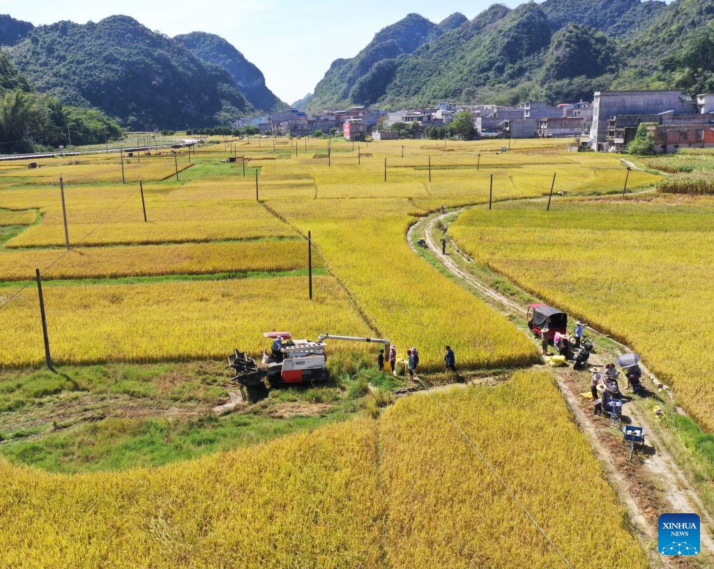 An aerial drone photo taken on Oct. 24, 2024 shows villagers harvesting rice in a field in Tiandeng County, south China's Guangxi Zhuang Autonomous Region. Many places in Guangxi ushered in the harvest season of late rice. (Photo: Xinhua)