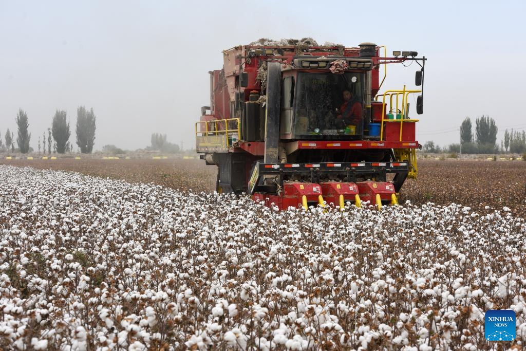 A cotton picker operates in a field in Awat County of Aksu, northwest China's Xinjiang Uygur Autonomous Region, Oct. 24, 2024. The harvest season of cotton has started in Awat. Thanks to efforts in construction of high-standard farmland, the entire cotton planting process, which ranges from sowing to harvesting, has been fully mechanized in the county. (Photo: Xinhua)