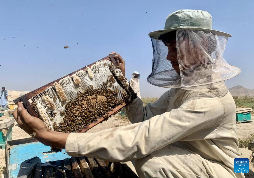 A beekeeper checks a honeycomb at a honeybee farm in Kandahar province, Afghanistan, Oct. 23, 2024. Afghanistan produces 2,200 tons of honey annually and efforts are underway to increase the amount in the future, spokesman for the Ministry of Agriculture, Irrigation and Livestock Mawlawi Musbahudin Mustain said on Wednesday. (Photo: Xinhua)