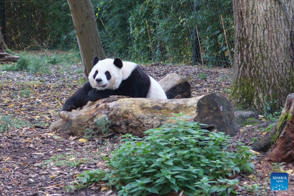 Giant panda Bao Di is seen at the Pairi Daiza zoo in Brugelette, Belgium, Oct. 13, 2024. Belgian animal park Pairi Daiza announced on Oct. 23, 2024 that three of its five pandas will return to China on Dec. 10, as part of an agreement with the China Wildlife Conservation Association. (Photo: Xinhua)