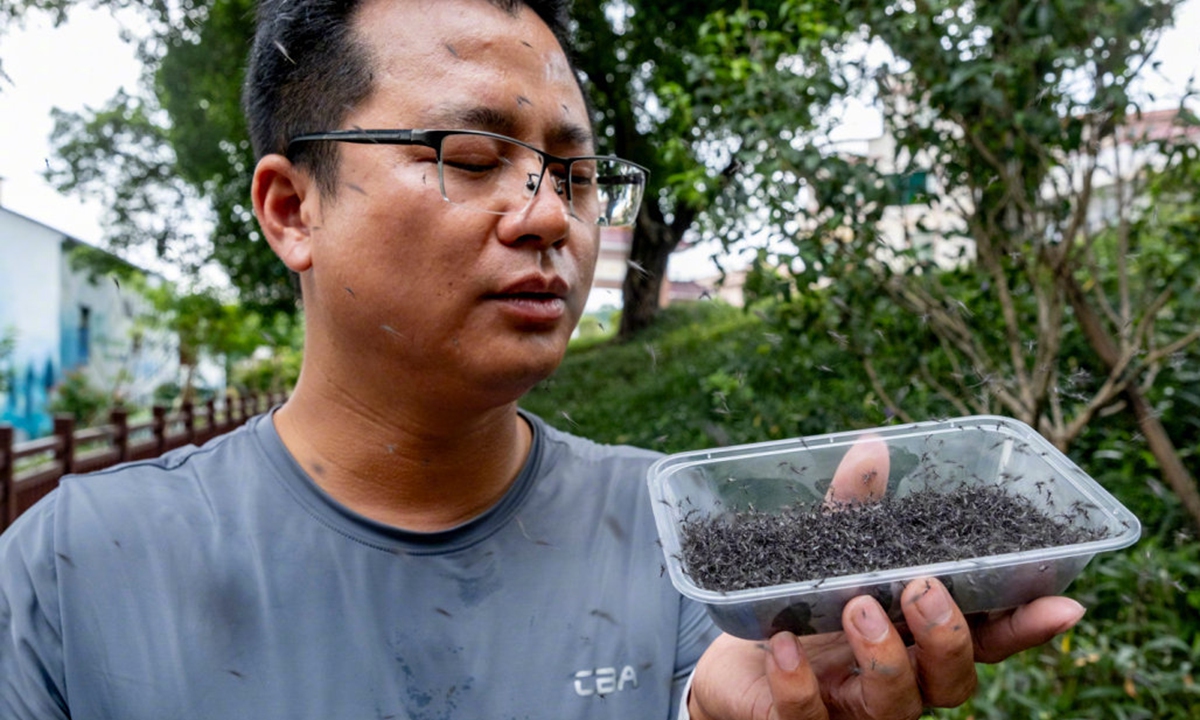 Gan Renxian's team releases between 300,000 to 500,000 sterilized male mosquitoes each week to combat dengue fever.  Photo: Guangzhou Daily