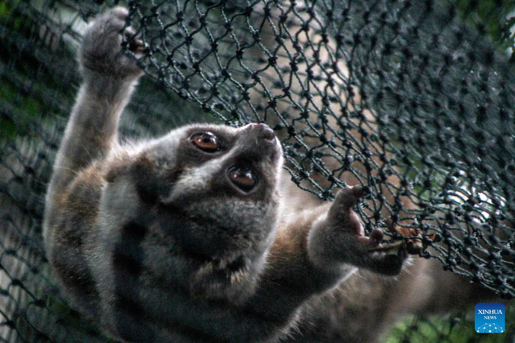 A Javan slow loris is seen after being released to the wild in West Java, Indonesia, Oct. 23, 2024. Ten Javan slow lorises have been released to the wild on Wednesday after receiving treatment at IAR Indonesia rehabilitation center. (Photo: Xinhua)