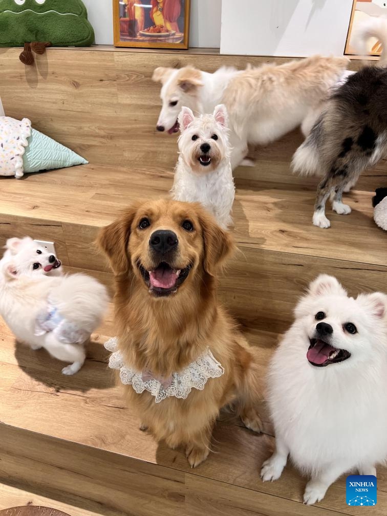 This photo taken on Oct. 19, 2024 shows the golden retriever of Cheng Danni and other dogs at a dog cafe in Hangzhou, capital of east China's Zhejiang Province. (Photo: Xinhua)