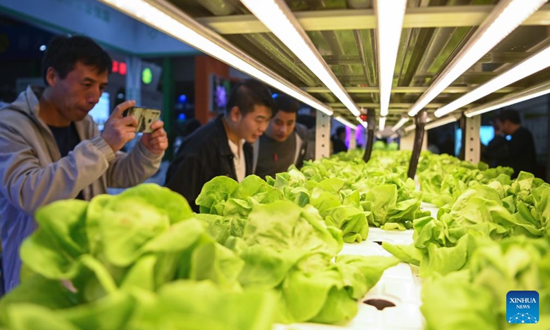 People learn about smart plant factory at the 31st China Yangling Agricultural Hi-tech Fair in Yangling, northwest China's Shaanxi Province, Oct. 25, 2024. Featuring innovations in agricultural high-tech achievements, the 31st China Yangling Agricultural Hi-tech Fair kicked off here on Friday. The fair will last until Oct. 29. (Photo: Xinhua)