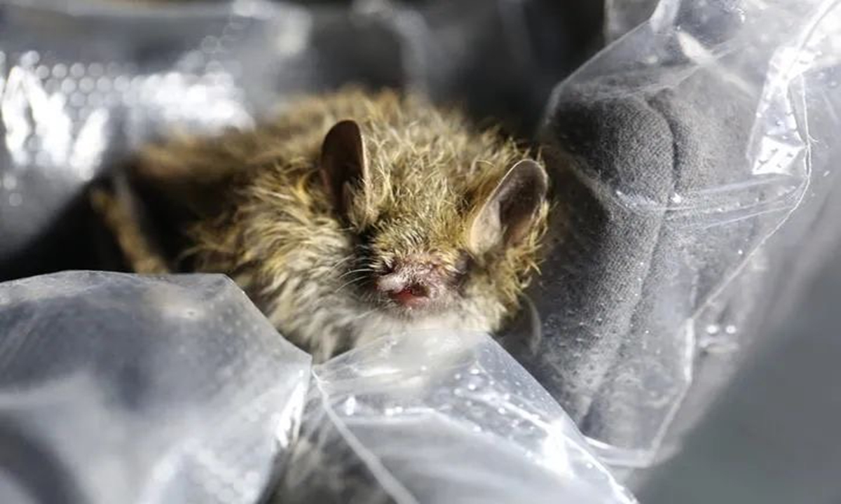 Tube-nosed Bat. Photo: Xinhua