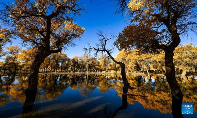 This photo taken on Oct. 27, 2024 shows the autumn scenery of the desert poplar (populus euphratica) forest in Ejina Banner of Alxa League, north China's Inner Mongolia Autonomous Region. (Photo: Xinhua)