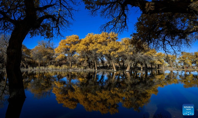 This photo taken on Oct. 27, 2024 shows the autumn scenery of the desert poplar (populus euphratica) forest in Ejina Banner of Alxa League, north China's Inner Mongolia Autonomous Region. (Photo: Xinhua)