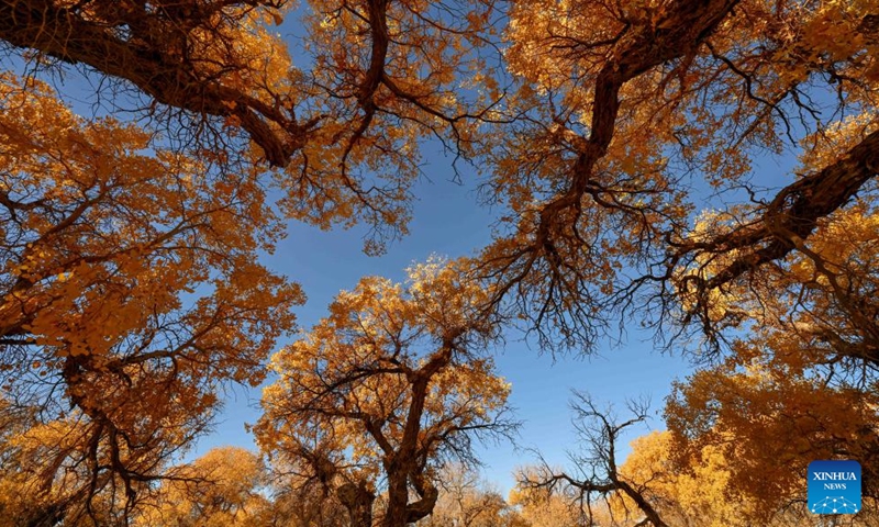 This photo taken on Oct. 27, 2024 shows the autumn scenery of the desert poplar (populus euphratica) forest in Ejina Banner of Alxa League, north China's Inner Mongolia Autonomous Region. (Photo: Xinhua)