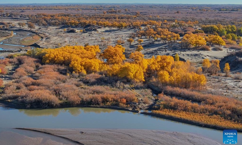 An aerial drone photo taken on Oct. 27, 2024 shows the autumn scenery of the desert poplar (populus euphratica) forest in Ejina Banner of Alxa League, north China's Inner Mongolia Autonomous Region. (Photo: Xinhua)