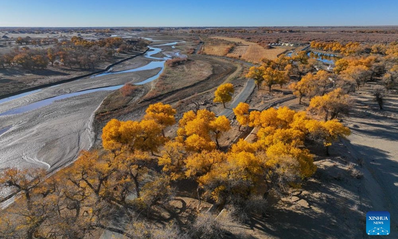 An aerial drone photo taken on Oct. 27, 2024 shows the autumn scenery of the desert poplar (populus euphratica) forest in Ejina Banner of Alxa League, north China's Inner Mongolia Autonomous Region. (Photo: Xinhua)