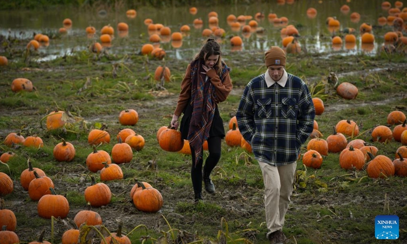 People carry pumpkins at a pumpkin patch in Richmond, British Columbia, Canada, Oct. 27, 2024. People participated in the traditional pumpkin patch activities to celebrate the fall season and pumpkin harvest.  (Photo: Xinhua)