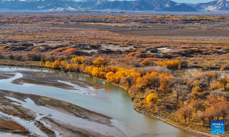 An aerial drone photo taken on Oct. 27, 2024 shows the autumn scenery of the desert poplar (populus euphratica) forest in Ejina Banner of Alxa League, north China's Inner Mongolia Autonomous Region. (Photo: Xinhua)