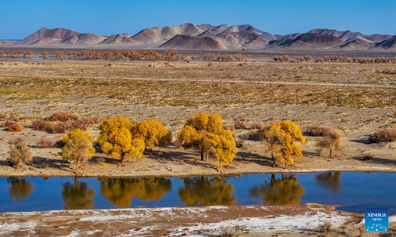 An aerial drone photo taken on Oct. 27, 2024 shows the autumn scenery of the desert poplar (populus euphratica) forest in Ejina Banner of Alxa League, north China's Inner Mongolia Autonomous Region. (Photo: Xinhua)