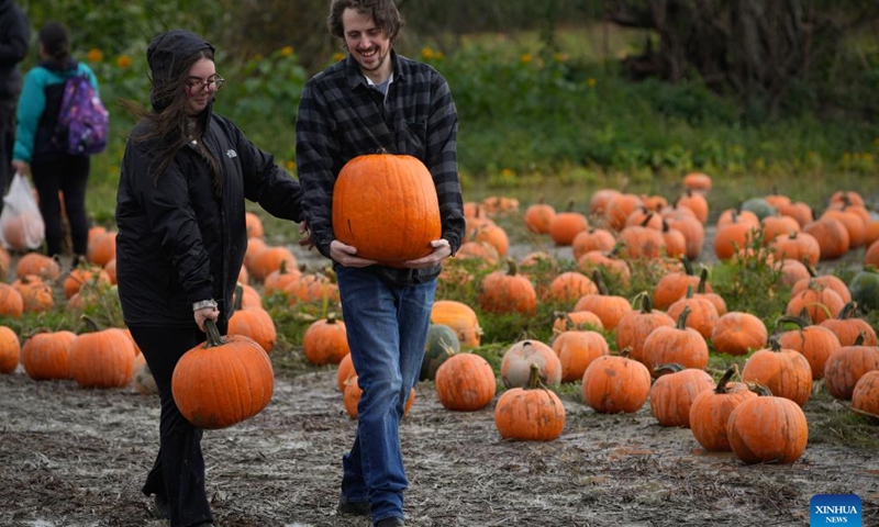 People carry pumpkins at a pumpkin patch in Richmond, British Columbia, Canada, Oct. 27, 2024. People participated in the traditional pumpkin patch activities to celebrate the fall season and pumpkin harvest. (Photo: Xinhua)