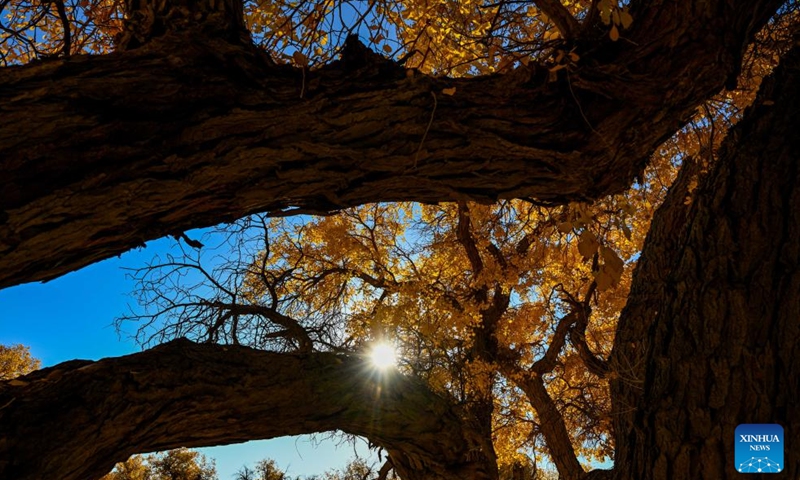 This photo taken on Oct. 27, 2024 shows the autumn scenery of the desert poplar (populus euphratica) forest in Ejina Banner of Alxa League, north China's Inner Mongolia Autonomous Region. (Photo: Xinhua)