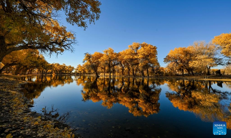 This photo taken on Oct. 27, 2024 shows the autumn scenery of the desert poplar (populus euphratica) forest in Ejina Banner of Alxa League, north China's Inner Mongolia Autonomous Region. (Photo: Xinhua)