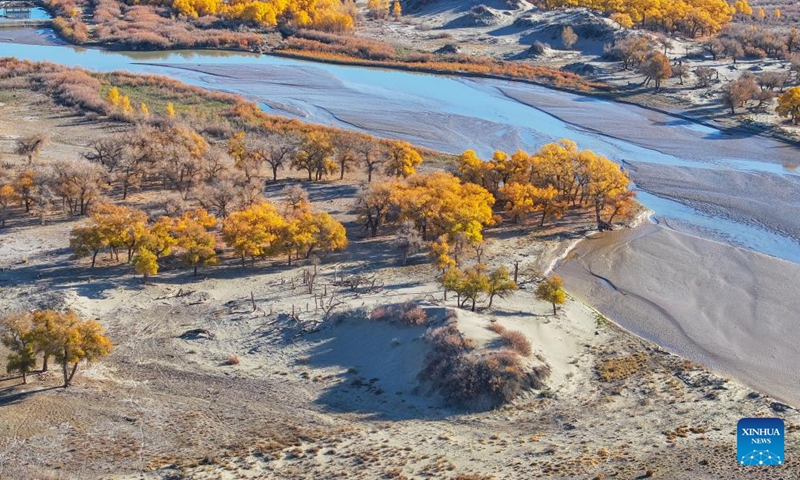 An aerial drone photo taken on Oct. 27, 2024 shows the autumn scenery of the desert poplar (populus euphratica) forest in Ejina Banner of Alxa League, north China's Inner Mongolia Autonomous Region. (Photo: Xinhua)