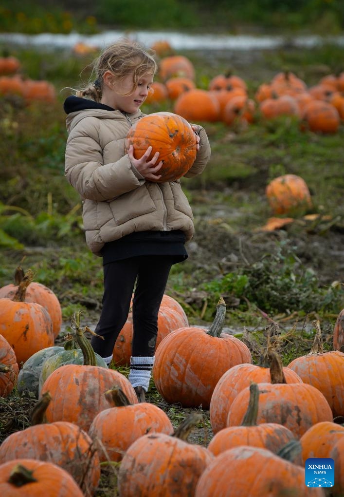 A girl selects pumpkins at a pumpkin patch in Richmond, British Columbia, Canada, Oct. 27, 2024. People participated in the traditional pumpkin patch activities to celebrate the fall season and pumpkin harvest. (Photo: Xinhua)