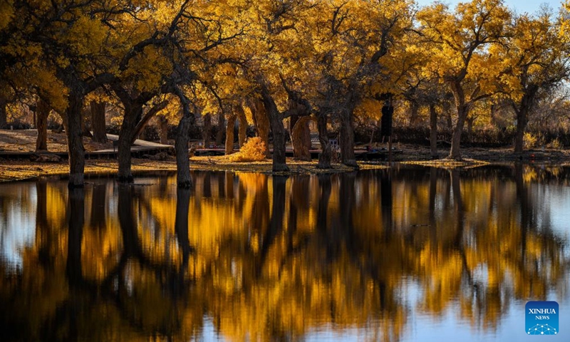 This photo taken on Oct. 27, 2024 shows the autumn scenery of the desert poplar (populus euphratica) forest in Ejina Banner of Alxa League, north China's Inner Mongolia Autonomous Region. (Photo: Xinhua)