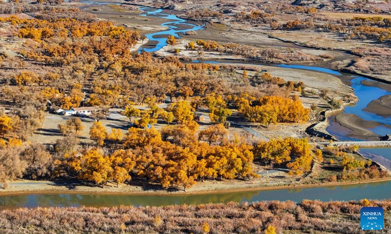 An aerial drone photo taken on Oct. 27, 2024 shows the autumn scenery of the desert poplar (populus euphratica) forest in Ejina Banner of Alxa League, north China's Inner Mongolia Autonomous Region. (Photo: Xinhua)