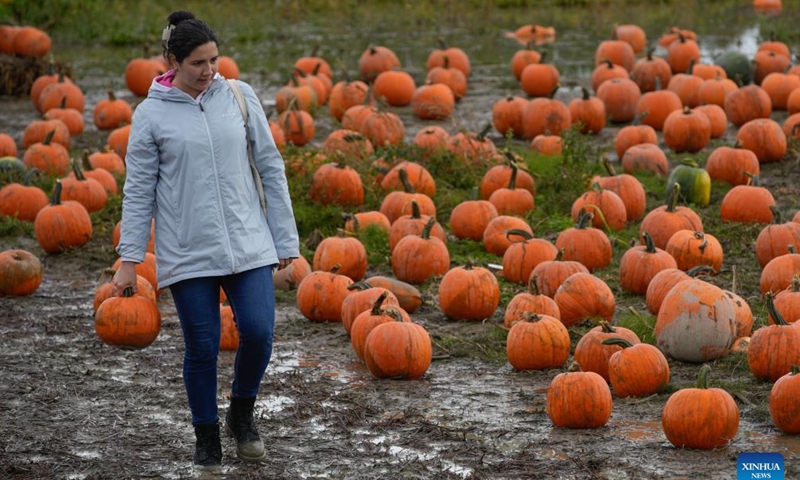 A woman carries a pumpkin at a pumpkin patch in Richmond, British Columbia, Canada, Oct. 27, 2024. People participated in the traditional pumpkin patch activities to celebrate the fall season and pumpkin harvest. (Photo: Xinhua)