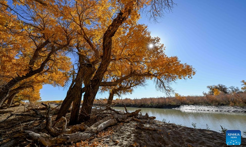 This photo taken on Oct. 27, 2024 shows the autumn scenery of the desert poplar (populus euphratica) forest in Ejina Banner of Alxa League, north China's Inner Mongolia Autonomous Region. (Photo: Xinhua)