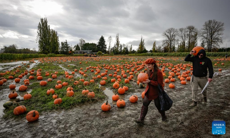 People carry pumpkins at a pumpkin patch in Richmond, British Columbia, Canada, Oct. 27, 2024. People participated in the traditional pumpkin patch activities to celebrate the fall season and pumpkin harvest. (Photo: Xinhua)