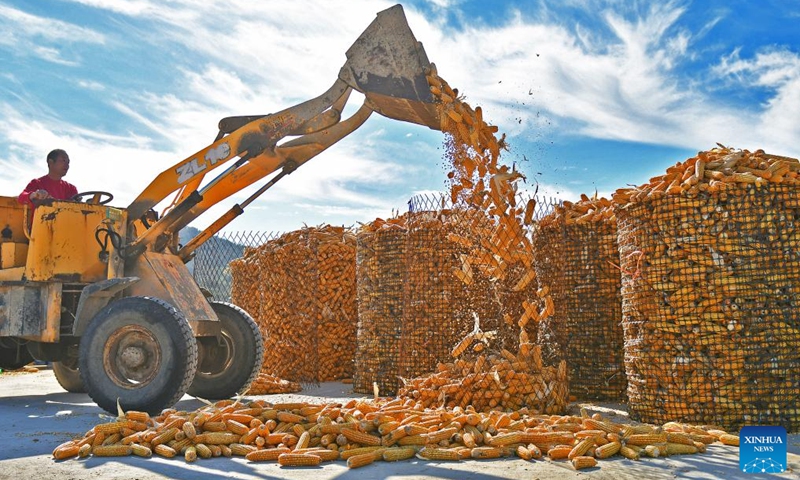 A farmer collects dried corn for storage in Gaotuan Village in Fushan District of Yantai, east China's Shandong Province, Oct. 28, 2024. At present, farmers in many areas of the country are embracing the harvest season of this year while preparing for next year's planting. (Photo: Xinhua)