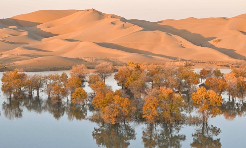 This photo taken on Oct. 26, 2024 shows the autumn scenery of the desert poplar (populus euphratica) forest at the Huludao (Gourd Island) scenic spot in Yuli County, northwest China's Xinjiang Uygur Autonomous Region. The unique autumn scenery featuring desert, lakes and the desert poplar (populus euphratica) in the scenic spot attracts many tourists. There are tens of millions of acres of desert poplars scattering in the Tarim River Basin in Xinjiang. (Photo: Xinhua)