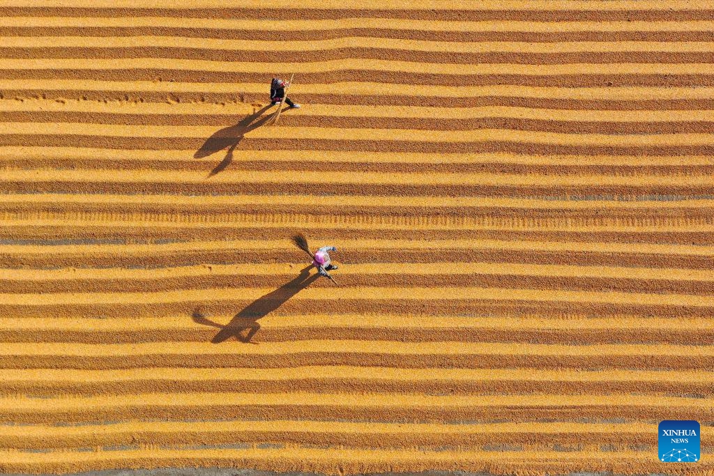 An aerial photo taken on Oct. 28, 2024 shows people working at a corn drying yard at a family farm in Xinlitun Village of Gaomi City, east China's Shandong Province. At present, farmers in many areas of the country are embracing the harvest season of this year while preparing for next year's planting. (Photo: Xinhua)