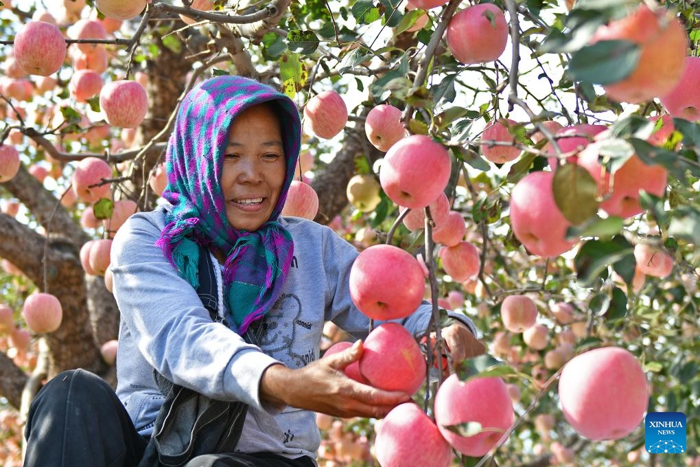 A farmer picks apples at a farm in Gaotuan Town in Fushan District of Yantai, east China's Shandong Province, Oct. 28, 2024. At present, farmers in many areas of the country are embracing the harvest season of this year while preparing for next year's planting. (Photo: Xinhua)