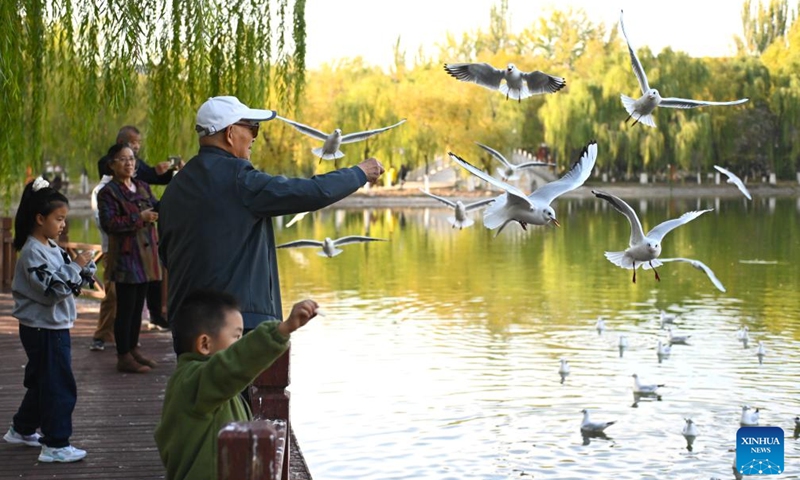 People feed red-billed gulls at a lake in Yinchuan, northwest China's Ningxia Hui Autonomous Region, Oct. 28, 2024. Tens of thousands of red-headed gulls have arrived at the lakes and wetland parks in Yinchuan City. Nourished by the Yellow River, the city in northwest China's Ningxia Hui Autonomous Region is a haven of aquatic plants and lush vegetation, attracting a variety of birds. (Photo: Xinhua)