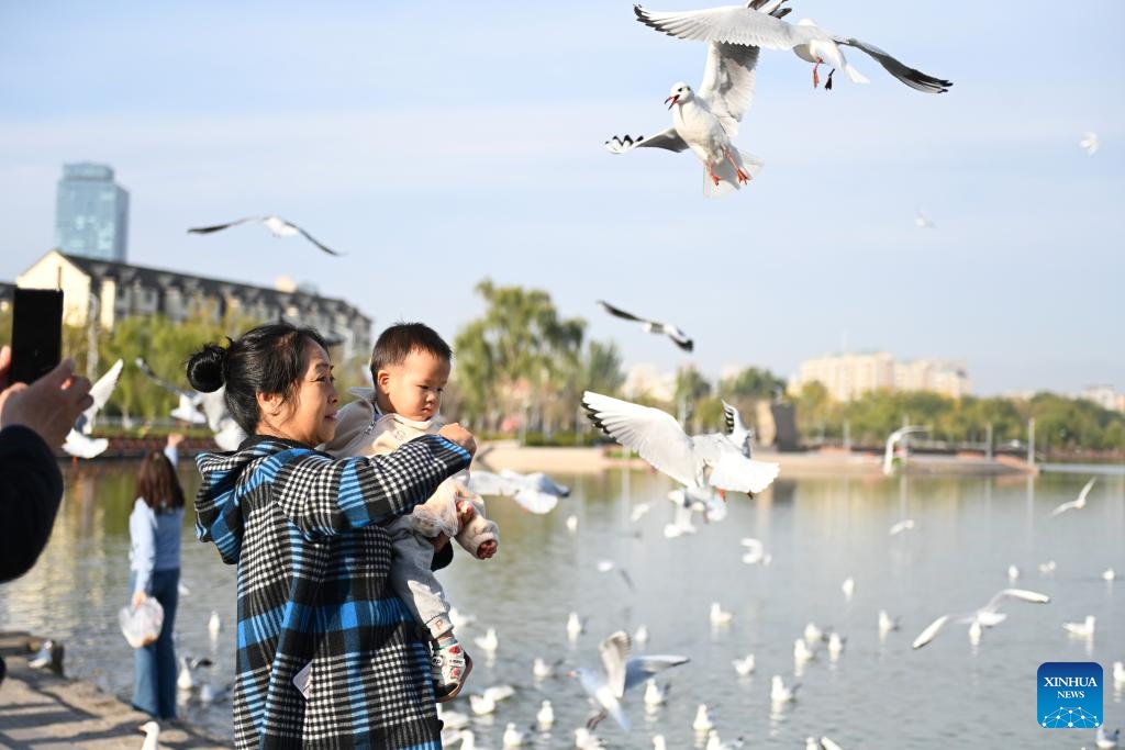 People feed red-billed gulls at a lake in Yinchuan, northwest China's Ningxia Hui Autonomous Region, Oct. 28, 2024. Tens of thousands of red-headed gulls have arrived at the lakes and wetland parks in Yinchuan City. Nourished by the Yellow River, the city in northwest China's Ningxia Hui Autonomous Region is a haven of aquatic plants and lush vegetation, attracting a variety of birds. (Photo: Xinhua)