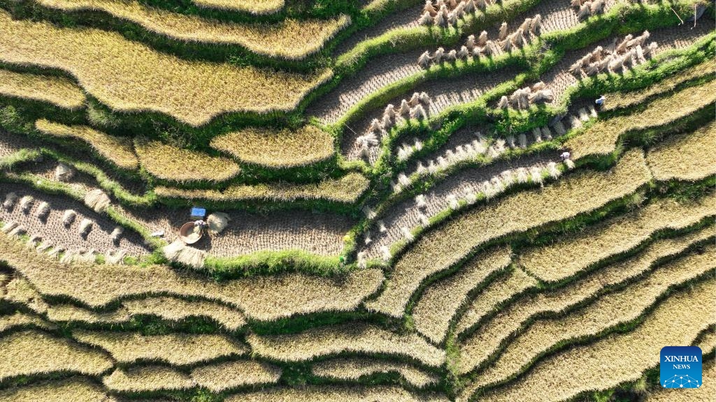 An aerial drone photo taken on Oct. 27, 2024 shows farmers harvesting late rice in Wangli Village of Hehua Town, Tengchong City, southwest China's Yunnan Province. At present, farmers in many areas of the country are embracing the harvest season of this year while preparing for next year's planting. (Photo: Xinhua)