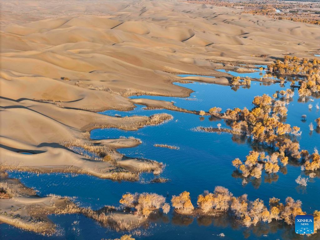 An aerial drone photo taken on Oct. 26, 2024 shows the autumn scenery at the Huludao (Gourd Island) scenic spot in Yuli County, northwest China's Xinjiang Uygur Autonomous Region. The unique autumn scenery featuring desert, lakes and the desert poplar (populus euphratica) in the scenic spot attracts many tourists. There are tens of millions of acres of desert poplars scattering in the Tarim River Basin in Xinjiang. (Photo: Xinhua)