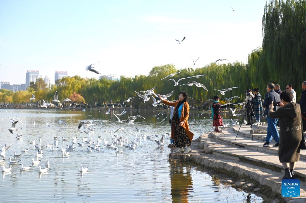 People feed red-billed gulls at a lake in Yinchuan, northwest China's Ningxia Hui Autonomous Region, Oct. 28, 2024. Tens of thousands of red-headed gulls have arrived at the lakes and wetland parks in Yinchuan City. Nourished by the Yellow River, the city in northwest China's Ningxia Hui Autonomous Region is a haven of aquatic plants and lush vegetation, attracting a variety of birds. (Photo: Xinhua)