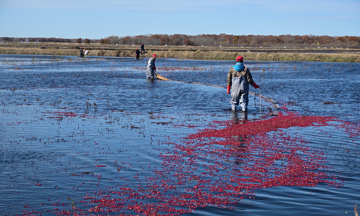 Farmers harvest cranberries inside a flooded field in Fuyuan, Northeast  China's Heilongjiang Province on October 12, 2024. Photo: Tao Mingyang/GT