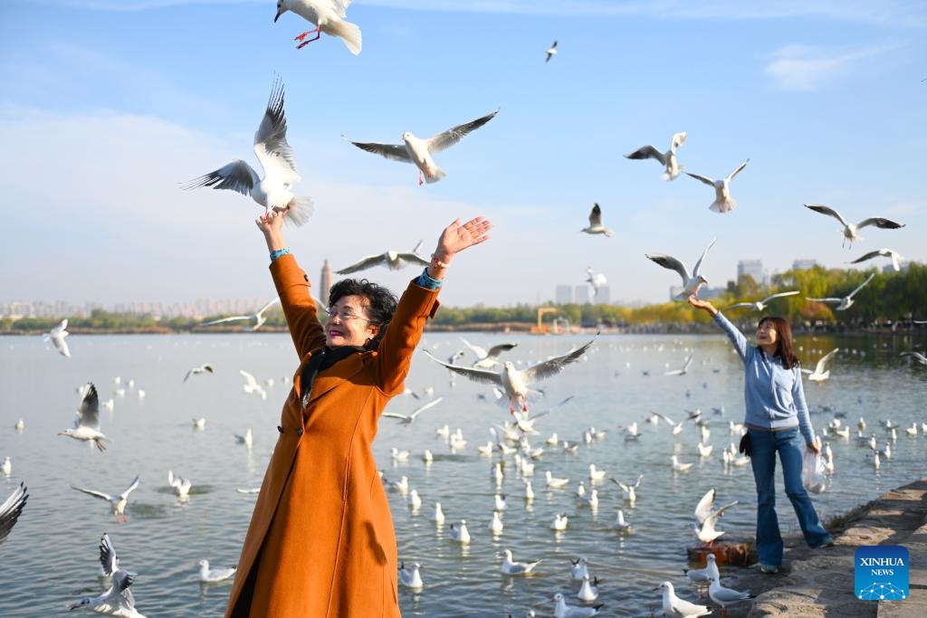 People feed red-billed gulls at a lake in Yinchuan, northwest China's Ningxia Hui Autonomous Region, Oct. 28, 2024. Tens of thousands of red-headed gulls have arrived at the lakes and wetland parks in Yinchuan City. Nourished by the Yellow River, the city in northwest China's Ningxia Hui Autonomous Region is a haven of aquatic plants and lush vegetation, attracting a variety of birds. (Photo: Xinhua)