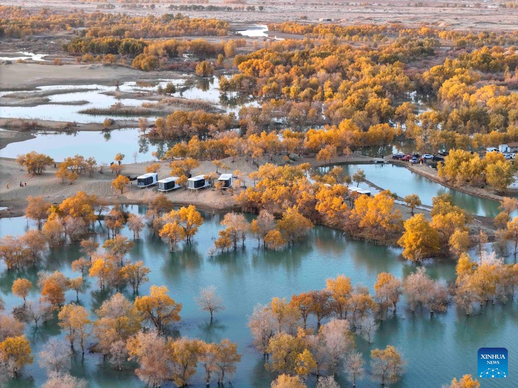 An aerial drone photo taken on Oct. 25, 2024 shows the autumn scenery of the desert poplar (populus euphratica) forest at the Huludao (Gourd Island) scenic spot in Yuli County, northwest China's Xinjiang Uygur Autonomous Region. The unique autumn scenery featuring desert, lakes and the desert poplar (populus euphratica) in the scenic spot attracts many tourists. There are tens of millions of acres of desert poplars scattering in the Tarim River Basin in Xinjiang. (Photo: Xinhua)