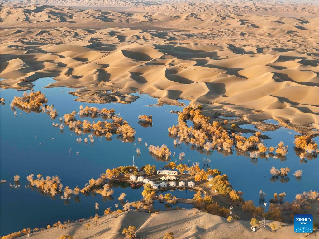 An aerial drone photo taken on Oct. 26, 2024 shows the autumn scenery at the Huludao (Gourd Island) scenic spot in Yuli County, northwest China's Xinjiang Uygur Autonomous Region. The unique autumn scenery featuring desert, lakes and the desert poplar (populus euphratica) in the scenic spot attracts many tourists. There are tens of millions of acres of desert poplars scattering in the Tarim River Basin in Xinjiang. (Photo: Xinhua)