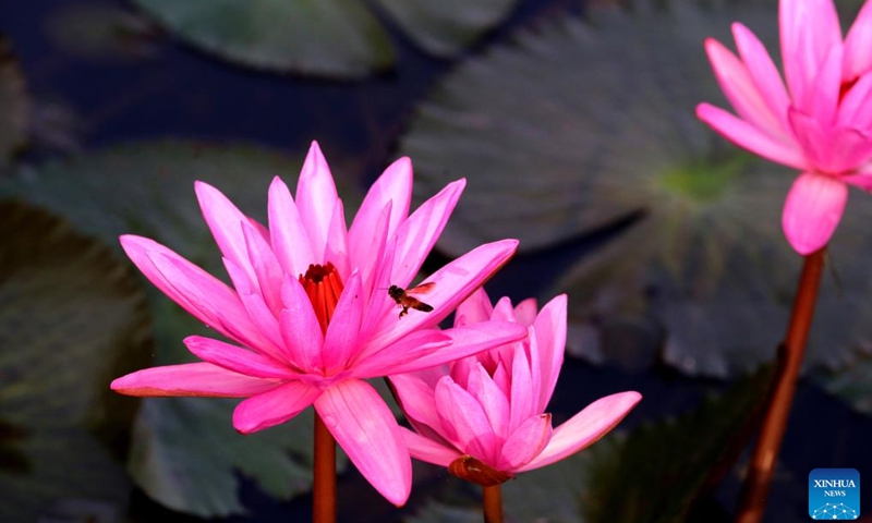 Blooming water lilies are pictured at a pond in Bhopal, the capital of India's Madhya Pradesh state, Oct. 29, 2024. (Photo: Xinhua)