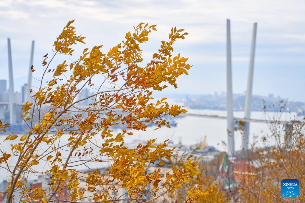 This photo taken on Oct. 29, 2024 shows a late-autumn scene in Vladivostok, Russia. (Photo: Xinhua)